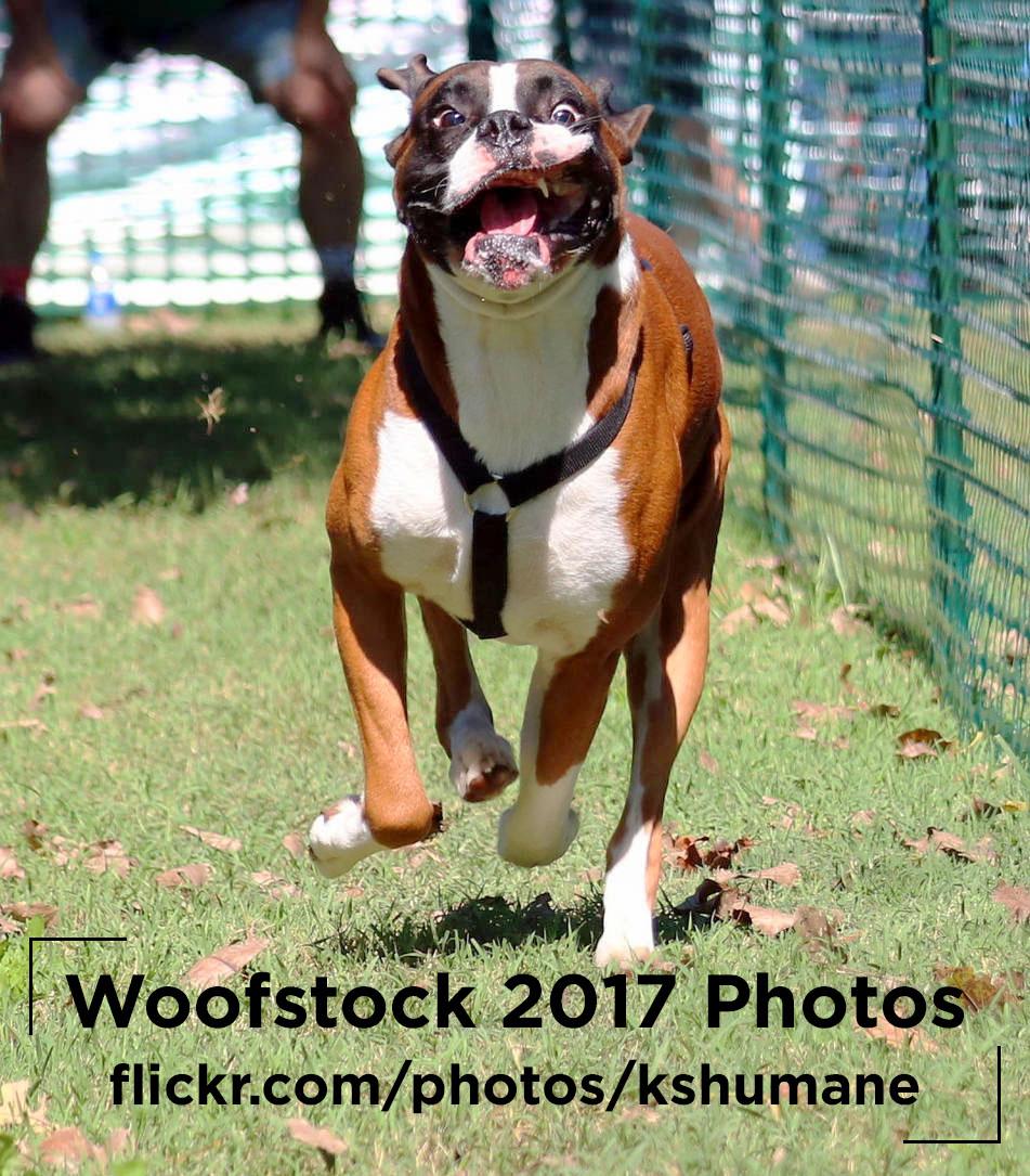 woofstock photos